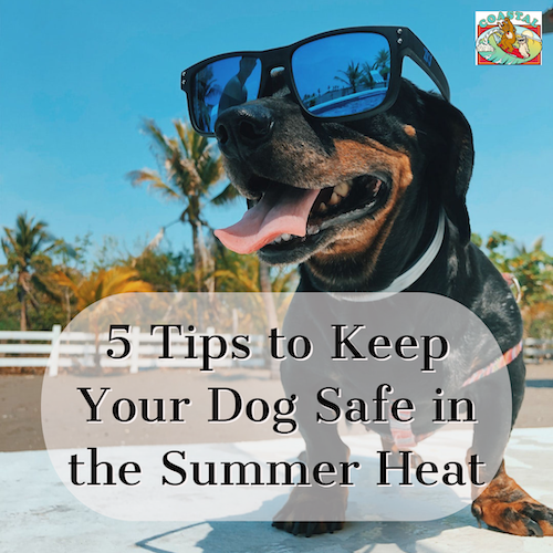 5 tips to keep your dog safe in the summer heat